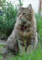 nelli, mai 2009