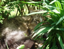 samson, april 2009