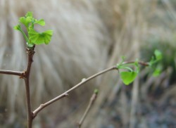 ginkgos 2009